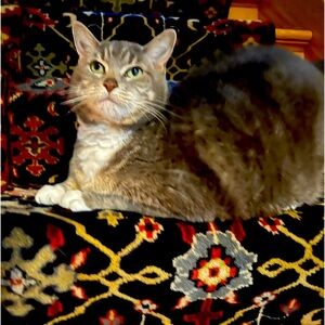 Listening is for a specific buyer 😻